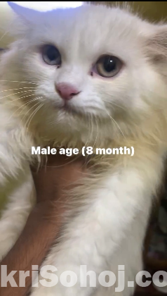 Persian male
